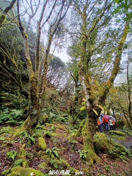 【宜蘭大同】走入南山部落魔法森林秘境。 羅葉尾溪步道2022016