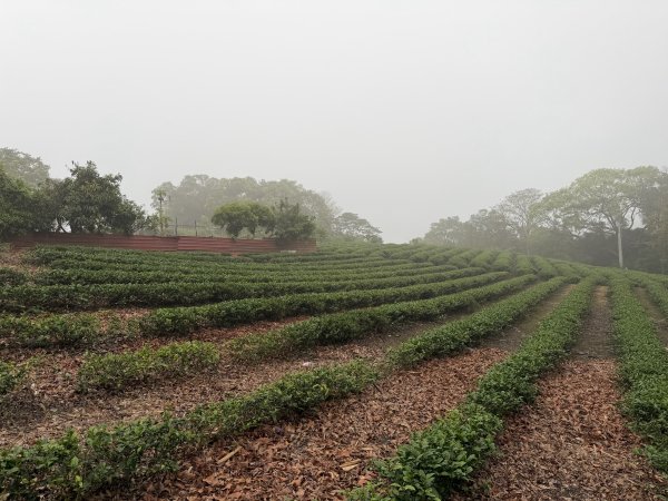 [樟之細路_第一大段RSA06] 2026_0329 打牛崎古道3027151