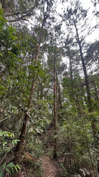 忘憂森林.金柑樹山2668885