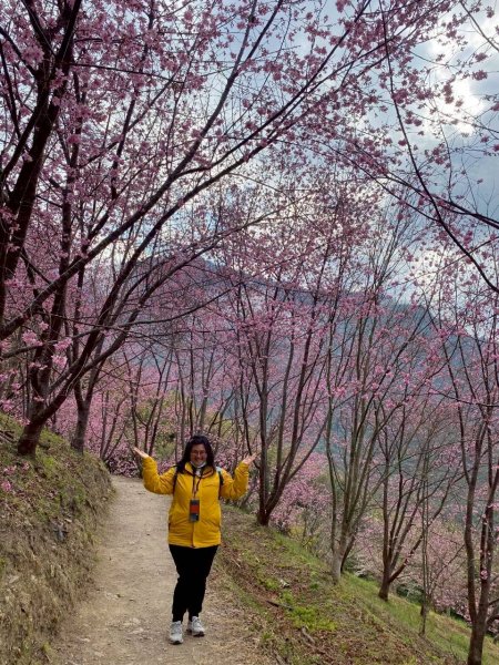 🌈2/19（四）-20（五）司馬庫斯櫻花季2日✨FB：熊熊趴爬走 🌈3004419