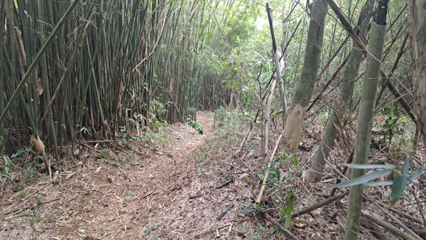 20240305坪頂古圳-登峰圳-內雙溪古道-瑪礁古道-大崎頭步道O繞2447251
