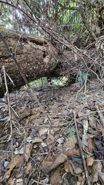 【稜線瘦如刀鋒，山形橫亙如屏風】解鎖第55座小百岳 #045 大橫屏山2932856