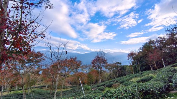 守城大山茶園登山口楓葉紅了1952780