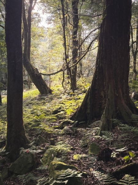 船型山林道賞雲海、烏石坑山、2432峰 山景海景一次到位2929319
