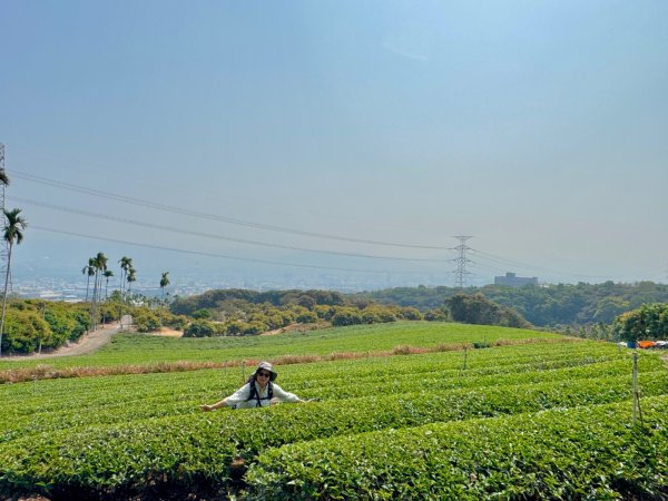 草尾嶺血藤滿山開3019000