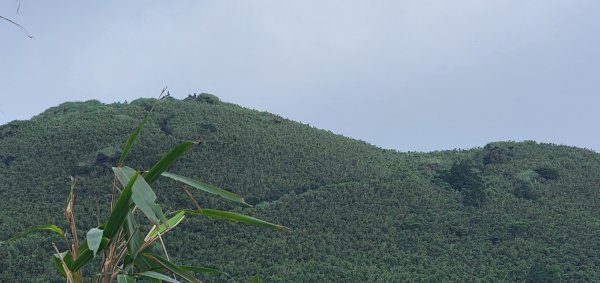 2024-08-04臺北大縱走第三段：小油坑至風櫃口2564295