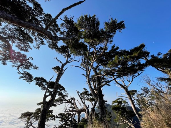 見證最美麗北大武山雲海、鐵杉1318900