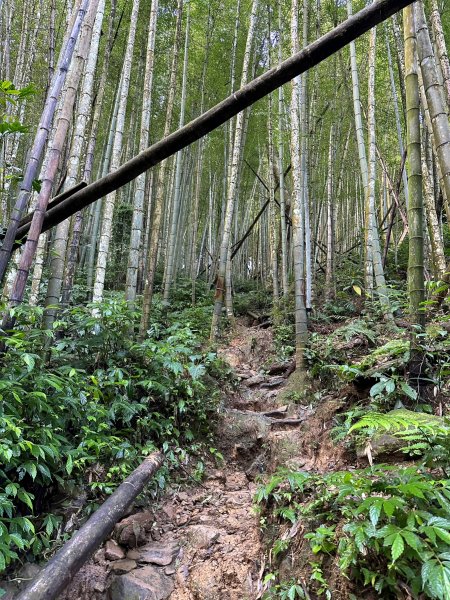 陡上陡下的溪頭鳳凰山1872915