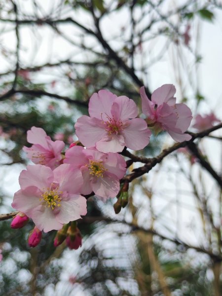 新店到貓空10K（台北天際線1部份路段）2993613