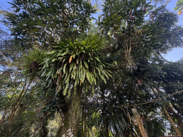 20251122獨立山國家步道+觀音石山+阿拔泉山2944223