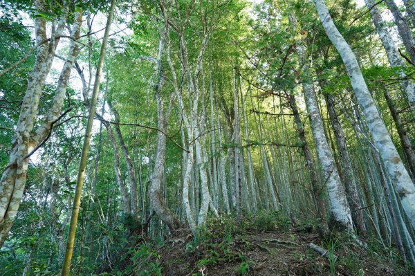 新竹 五峰 清泉山、民都有山2633695