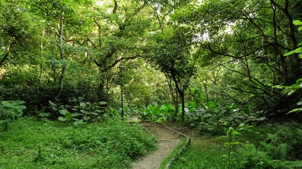 十八尖山,高峰植物園1761681