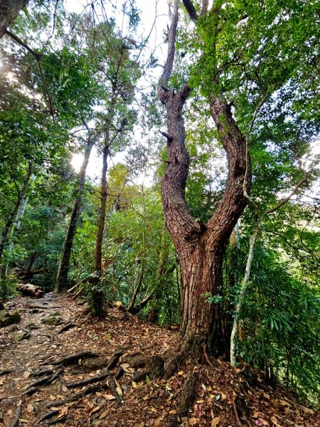 唐麻丹山-谷關七雄(老么)2991558
