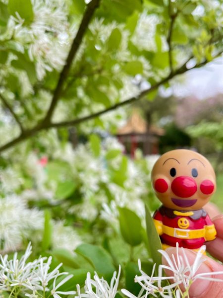 如夢似幻的四月雪-龍潭石管局-流蘇花盛開中2748607