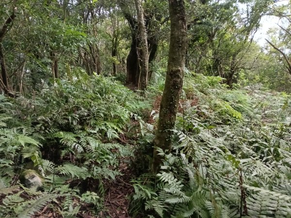 汐止區茄苳越嶺古道+上鹿窟崙山+九層坪山+四分尾山+大尖山8字走2981593