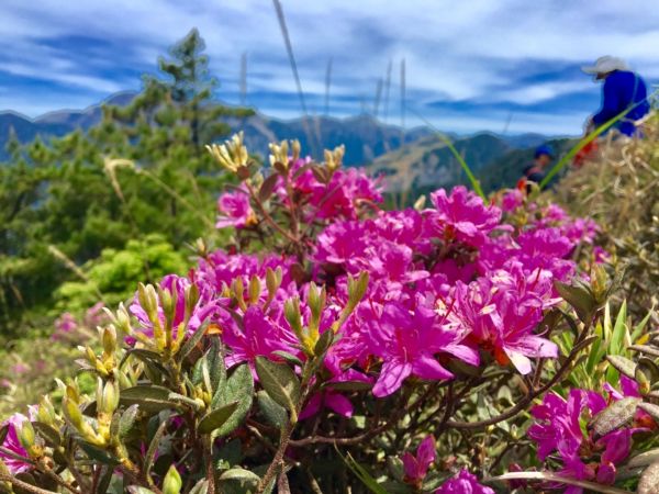 1070526合歡北峰杜鵑花343251