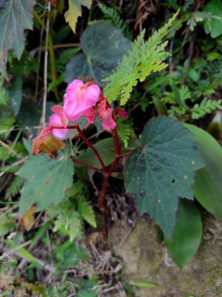 九芎頭步道-雲頂步道-二延平步道-二延平山-茶霧之道2773824