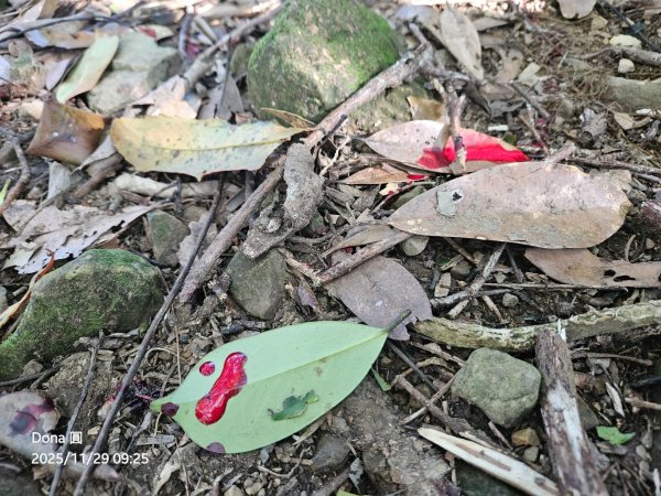 逆走逐鹿卡保環型路線全段全紀錄2949845