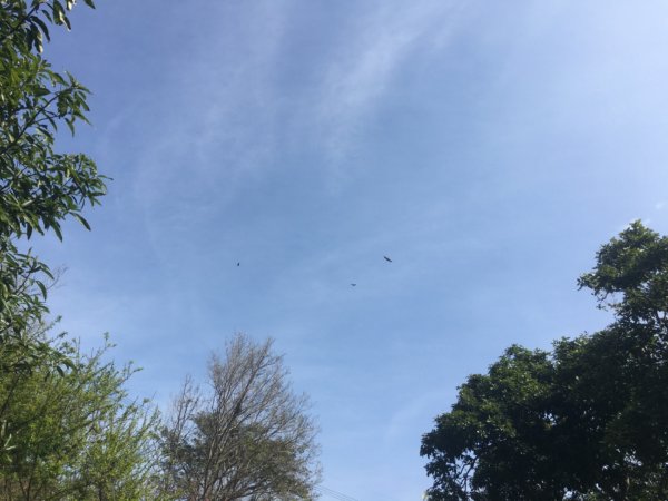 水牛城、百年土地公2036489