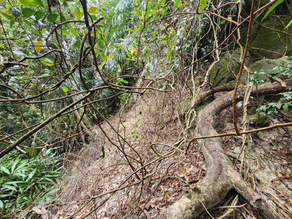 20250329東坑山八角崠山打鹿坑山2798886