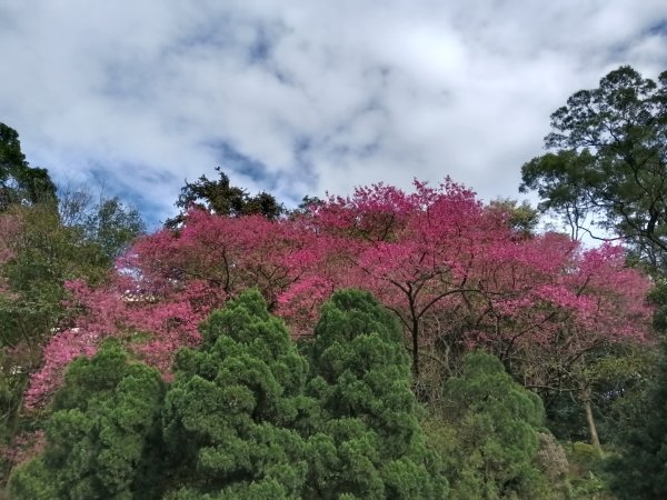 汐止區大尖山櫻花+秀峰瀑布O型3009417