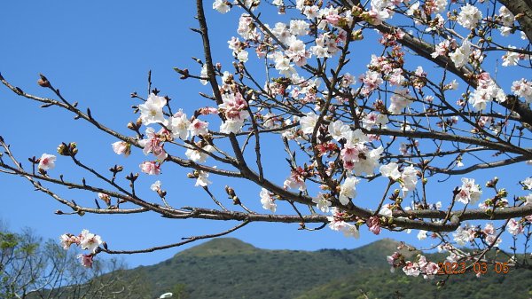 雲山水花鳥蝶 - 天龍國阿伯的日常 3/52053151