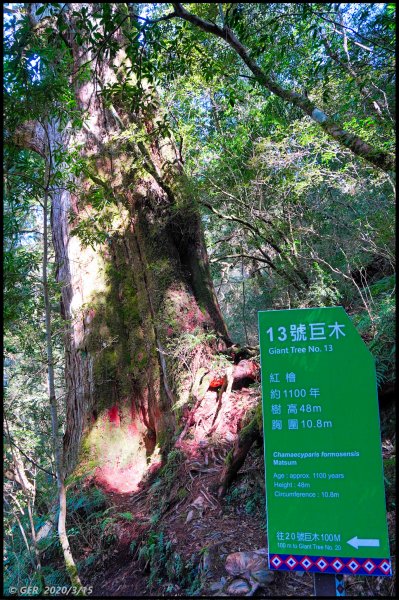 全台最大的紅檜森林 ~ 拉拉山巨木群885596