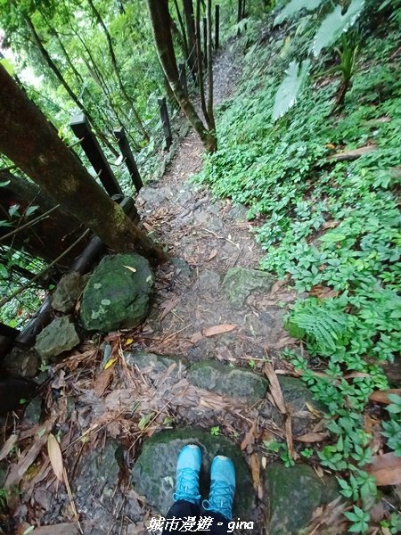 【台中后里】蓊鬱林間。 后里泰安登山步道1728778