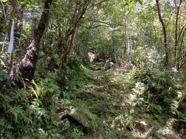 坪林區大舌湖漁光國小通學古道(保甲路古道)去回+大舌湖2844942