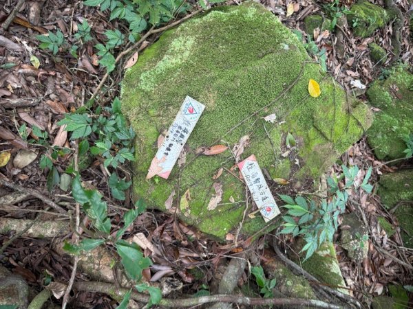 20250518 玉桂嶺山 》司公髻尾山 》九芎坑山》 豬厝步道口  （ 大坪產道）2791945