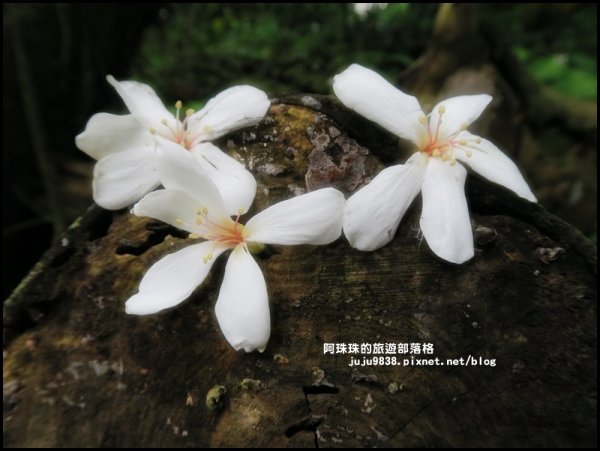    十一指古道包場賞桐花573608