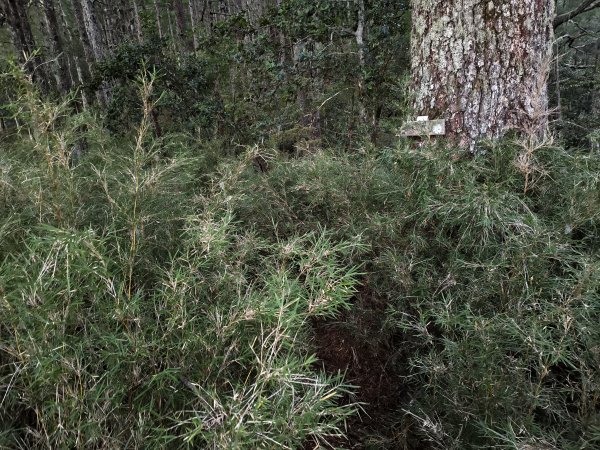 北一段(05/14)南湖南峰 2025_0906~132886489