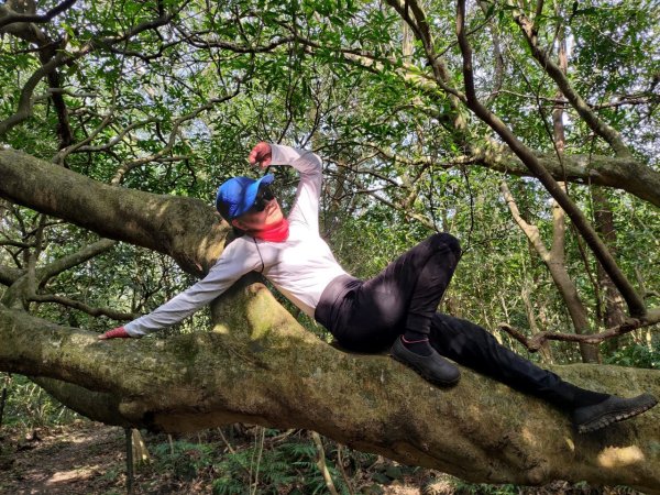 東勢大崙、東勢坑山、觀音湖山O走2986353