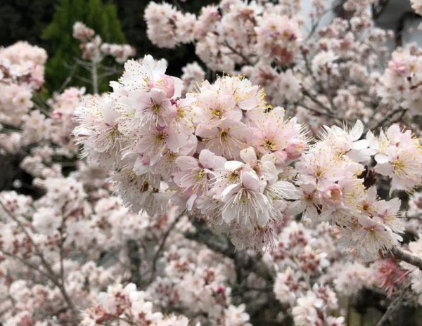 【新聞】阿里山花季3月10日開跑 國定例假日將實施交通管制