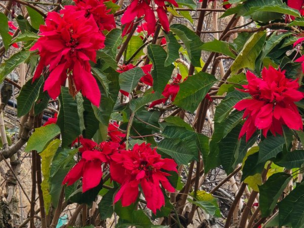 鳶嘴稍來山之楓紅／雲海2974088