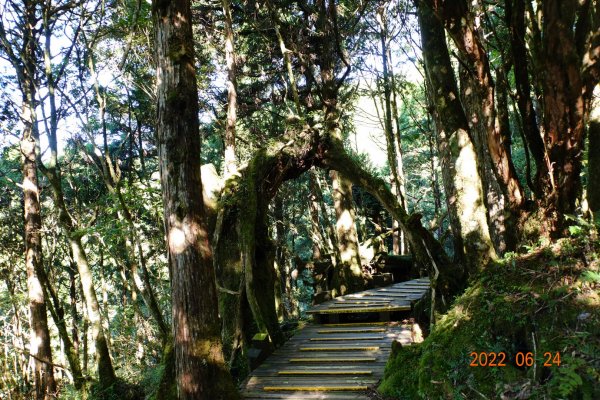 宜蘭 大同 太平山森林遊樂區 檜木原始林步道1743679