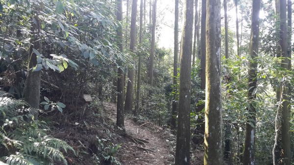 橫嶺山自然步道 2017 08 18156544