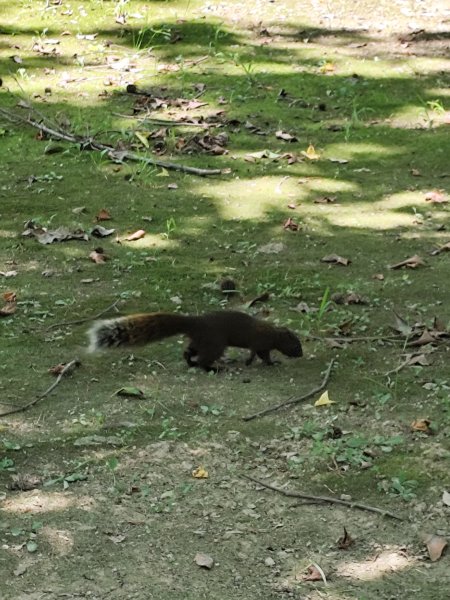 大港墘公園、大安森林公園、大稻埕、天母【走路趣尋寶】【臺北健走趣】2554258