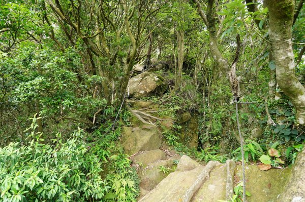 新北 新店 獅仔頭山、粽串尖、大丘田山2804292