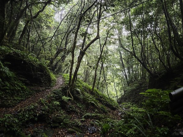 2025_0525 鎮西堡巨木群步道（B區）2797701