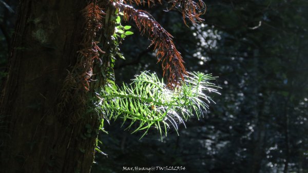 《新竹》斷崖神木｜北得拉曼步道小P繞202510172917604