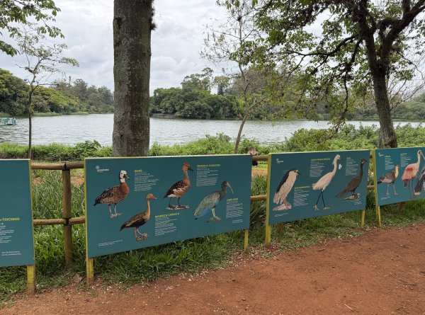 [紐約馬之行-69] 2025_1116 伊比拉布埃拉公園-下2955165