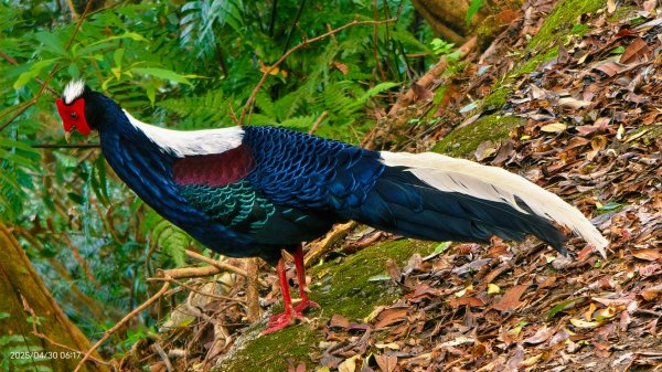 翡翠水庫壩頂 #火燒雲雲海 #日出雲海 #鱷魚島 #藍腹鷴 4/292773475