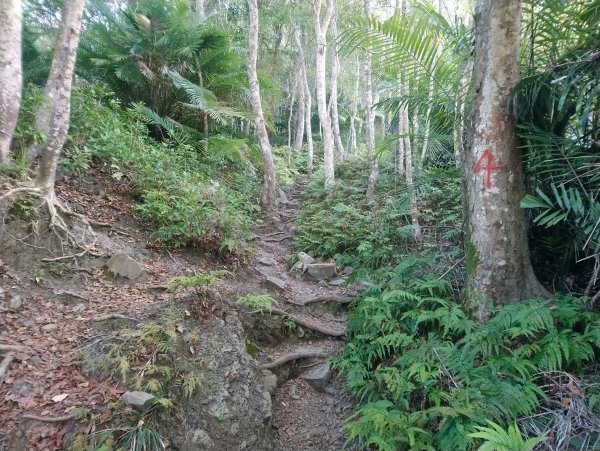 虎山 由易到難 漸進式 健身步道855714