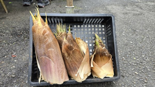 開箱猴崁古道，陽明山秘境，全新完工草山觀瀑吊橋2766377