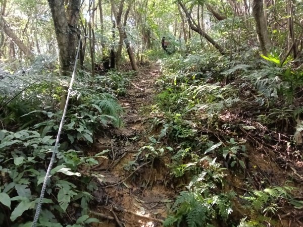 基隆市/萬里區界寮縱走之三界山+三界山西峰+開眼尖山+七分寮山+瑪七產道山泉水接水亭2979577