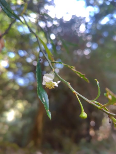 大雪山森林遊樂區 遊客中心 小神木 北三錐山 平石山西北峰2952873