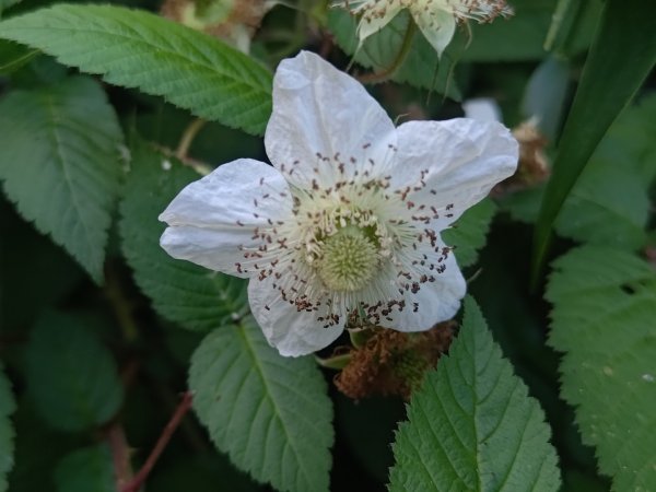 盆貿里山三盆連走2749521