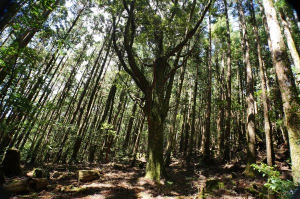 新竹 尖石 屯野生台山、石麻達山、錦屏山2904306