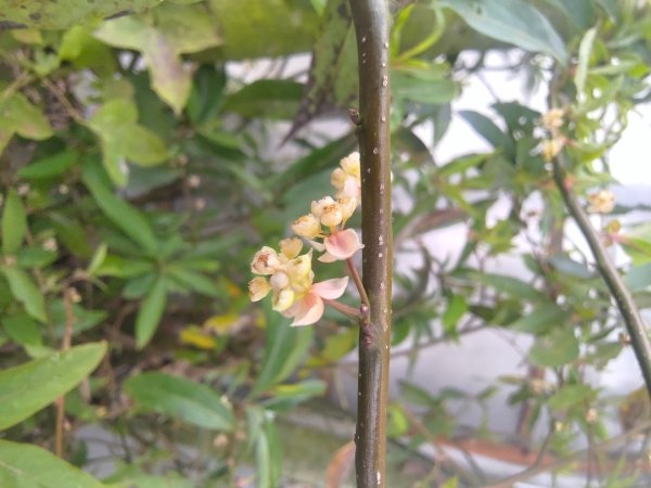 梅山鄉撿山頭2449380